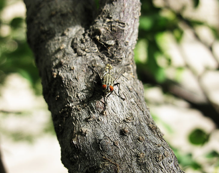 MAGAS.MR, красный бархатный муравей, животные, насекомые, природа, деревья, фотография, макро, насекомое, magas, HD обои