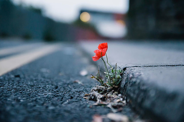 fiore petalo rosso e bianco, urbano, piante, papaveri, fiori, fiori rossi, profondità di campo, asfalto, strada, Sfondo HD