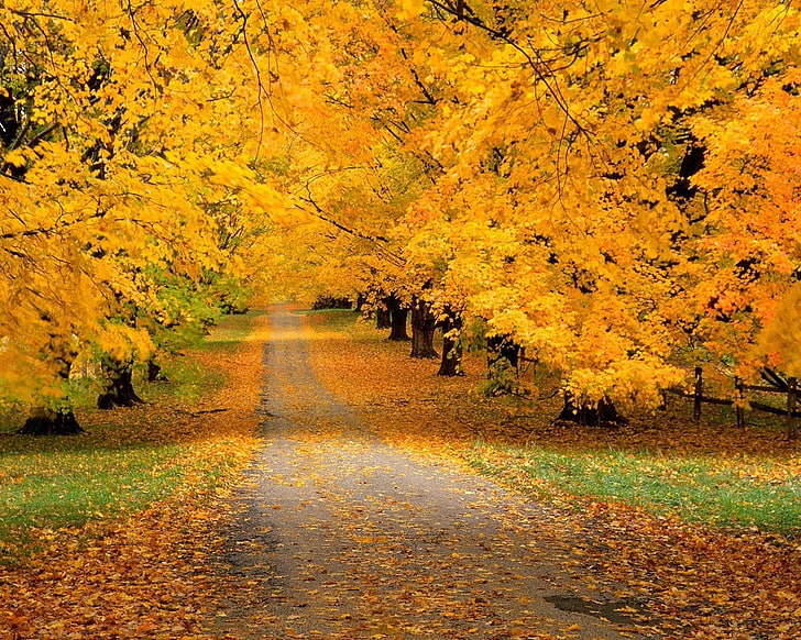 yellow leafed trees, trees, park, autumn, leaves, yellow, track, HD wallpaper
