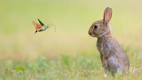 Natur, Tiere, Kaninchen, HD-Hintergrundbild HD wallpaper
