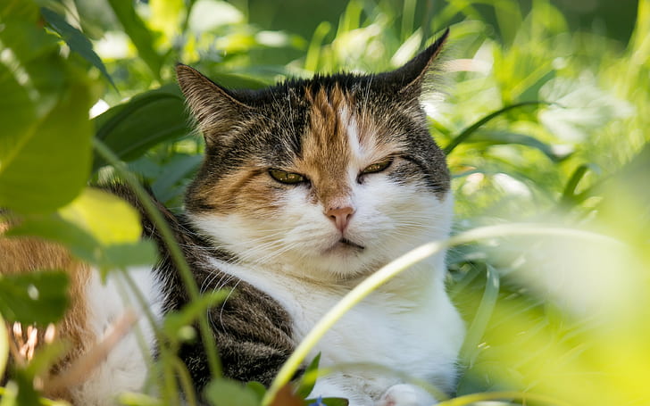 kedi, yüz arka planlar, çimen, uykulu kedi, indir 3840x2400 Kedi, HD masaüstü duvar kağıdı