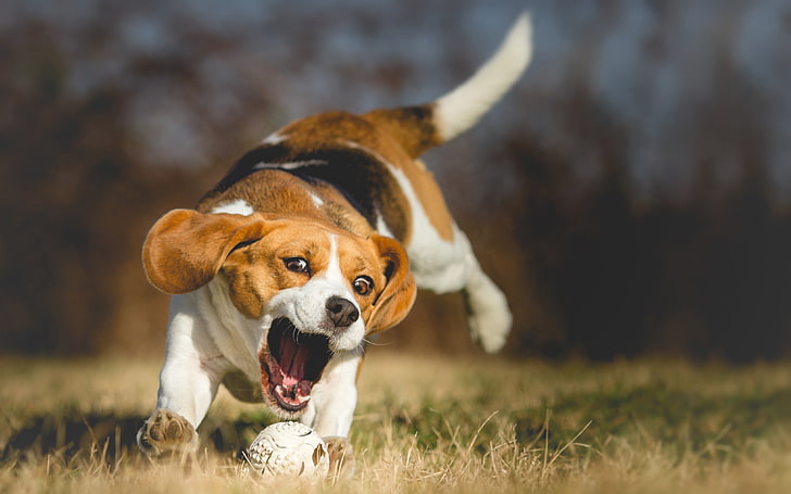 tricolor beagle puppy, nature, dog, bokeh, Beagle, wallpaper., beautiful background, a walk in the Park, English hound, grass game, active nimble, happy friendly purebred, caught the ball, HD wallpaper