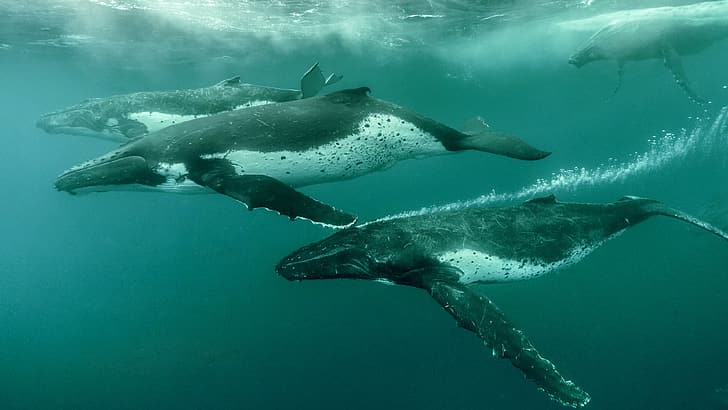 paus, binatang, paus bungkuk, di bawah air, Wallpaper HD