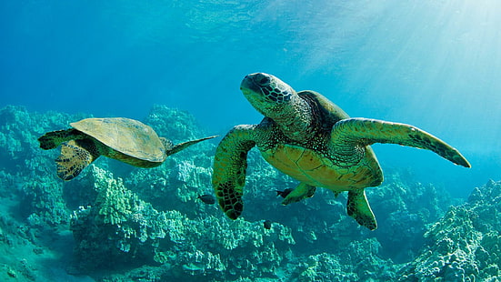 sea turtle, loggerhead, turtle, marine biology, underwater, water, sea, HD wallpaper HD wallpaper