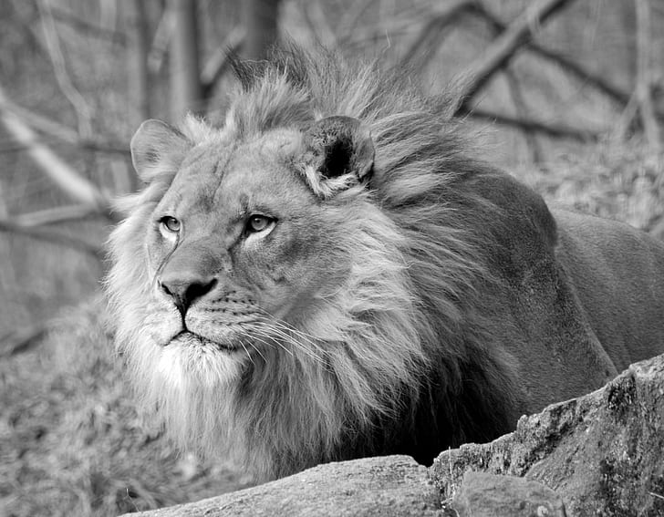 фотографии в градациях серого льва, оттенки серого, фотография, лев лев, питтсбург Пенсильвания, зоопарк, грива, симба, левБольшая кошка, саванна, львица, большая, на улице, самец Животное, Дикая местность, опасность, HD обои