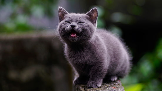 short-fur gray cat, mammals, cat, animals, HD wallpaper HD wallpaper