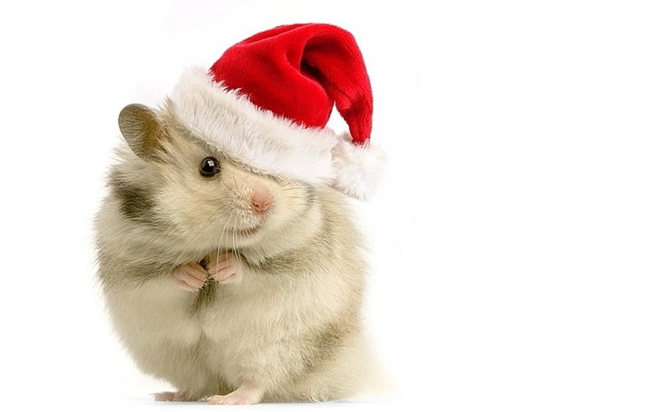 Santa's helper, red, hamster, animal, hat, card, cute, santa, funny, rodent, white, HD wallpaper