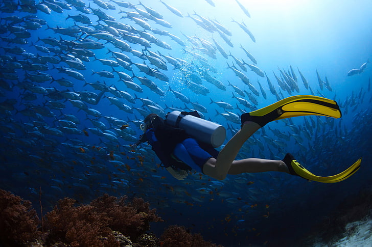魚のイラスト 魚 風景 海 滞在 サンゴ ダイバー ダイビング 水中 カント ボケ スキューバ 旅行 ウェットスーツ Hdデスクトップの壁紙 Wallpaperbetter