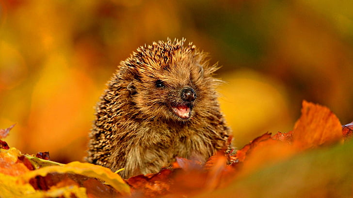 hedgehog, autumn, leaves, animals, HD wallpaper
