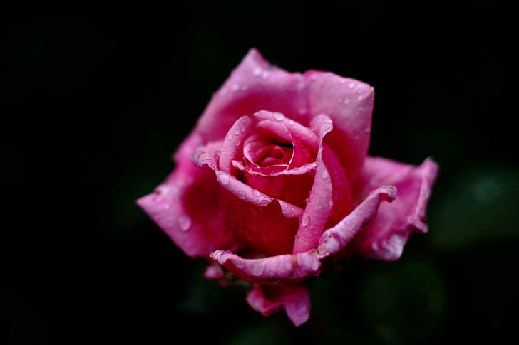 핑크 장미 사진, 장미-꽃, 꽃잎, 자연, 꽃, 근접, 단일 꽃, 식물, 사랑, 자연의 아름다움, 빨강, 로맨스, HD 배경 화면