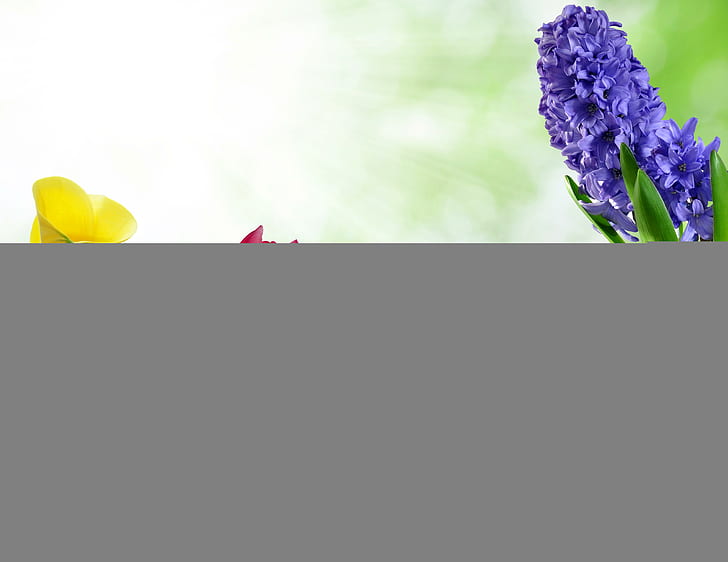 زهور جربيراس ، قش أبيض أصفر وأخضر ، أزهار ، جربر ، توليب ، كالاس ، بنفسج، خلفية HD