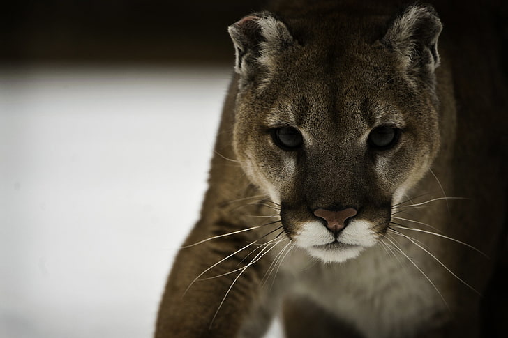 brown lynx, face, predator, Puma, wild cat, mountain lion, Cougar, HD wallpaper