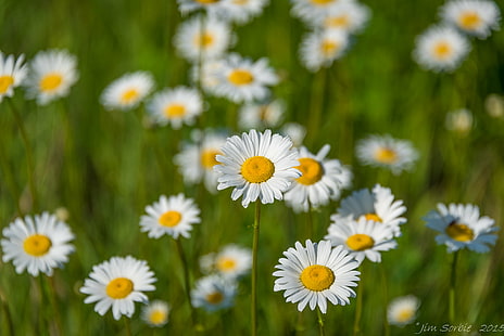 fotografi av daisy blommor, natur, daisy, sommar, blomma, äng, växt, gul, vår, gräs, utomhus, kamomill växt, grön Färg, friskhet, fält, HD tapet HD wallpaper