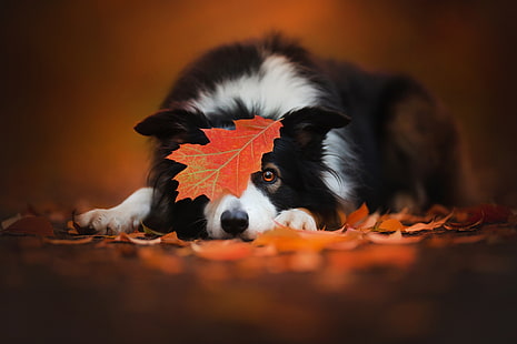 есен, лист, куче, бордър коли, HD тапет HD wallpaper