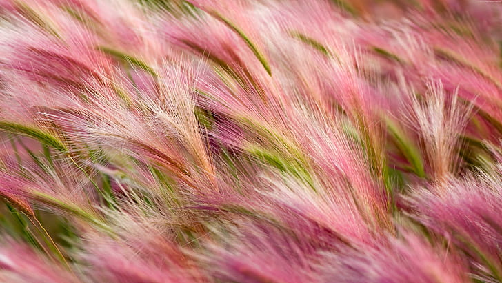 5k, hordeum jubatum, foxtail barley, pink flower, bobtail barley, june, summer, pink flowers, pink, flower field, field, 5k uhd, HD wallpaper