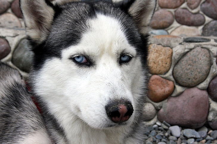 Siberian Husky, blue eyes, dog, animals, HD wallpaper