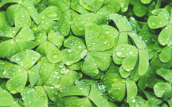 зелена детелина листа много тапет, природа, капки вода, макро, растения, зелен, HD тапет