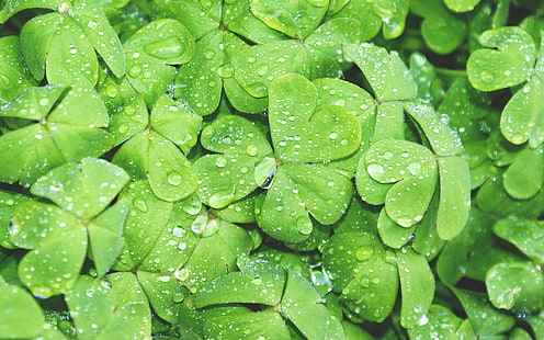 зеленый клевер листья много обои, природа, капли воды, макро, растения, грин, HD обои HD wallpaper