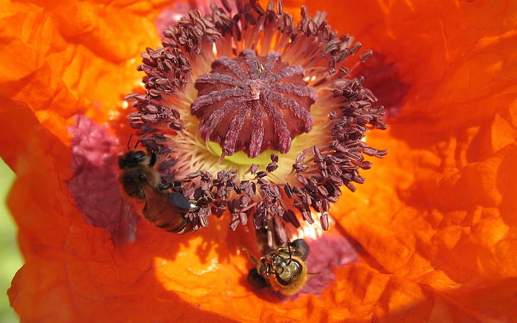 flower, poppy seeds, bee, pollinated, HD wallpaper