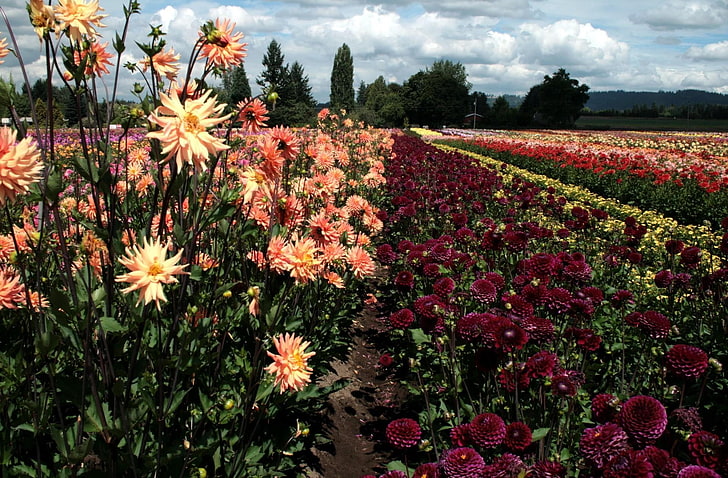 orange mums and red Dahlia flowers, dahlias, field, rows, much, sky, HD wallpaper