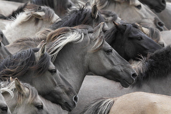horses, horse, muzzle, the herd, Wild horses, HD wallpaper