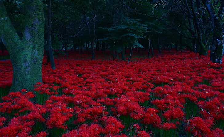Red Flowers, Forest, red flower field wallpaper, Nature, Forests, Dark, Green, Flowers, Trees, Forest, Japan, redspiderlily, lycorisradiata, redmagiclily, HD wallpaper