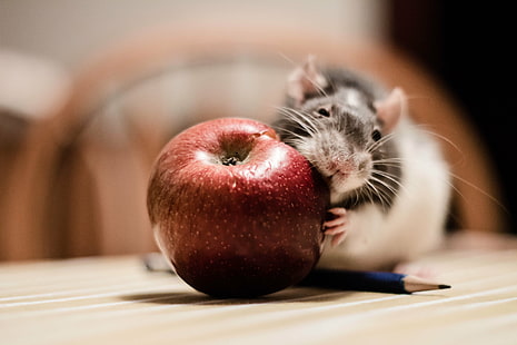rongeur noir et blanc tenant la pomme, rat, rat, rat, noir et blanc, rongeur, pomme, animal de compagnie, animaux de compagnie, mignon, mammifère, moustache, Fond d'écran HD HD wallpaper