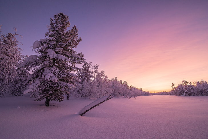 Frosty, Morning, 4K, Winter forest, Sunrise, HD wallpaper