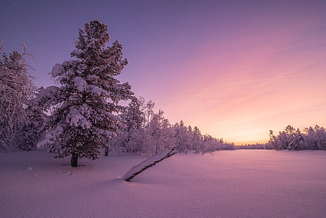 Mroźny, poranek, 4K, zimowy las, wschód słońca, Tapety HD HD wallpaper