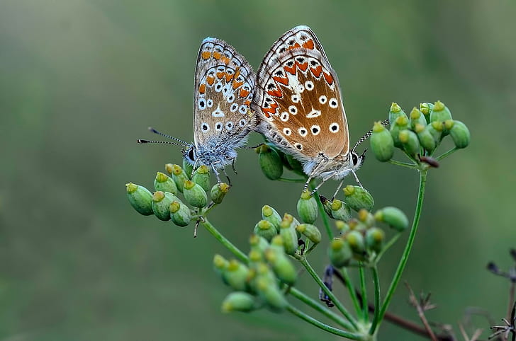동물 자연 나비 아름다움 사랑 갤러리, 곤충, 동물, 아름다움, 나비, 갤러리, 사랑, 자연, HD 배경 화면