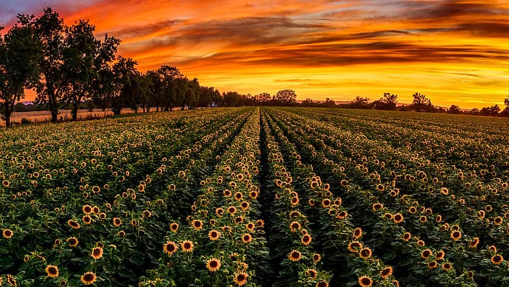 field, outdoors, Agro (Plants), plants, flowers, sunlight, sunflowers, yellow flowers, HD wallpaper