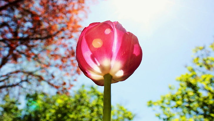 tulip, sunshine, sunray, sunlight, sun, garden, flowers, HD wallpaper