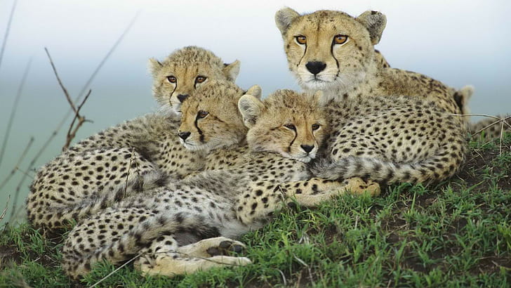Cheetah Cub HD, animals, cub, cheetah, HD wallpaper