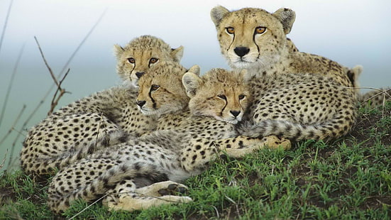Cheetah Cub HD, zwierzęta, młode, gepard, Tapety HD HD wallpaper