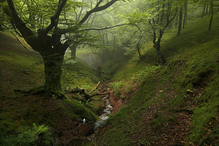 Fog, Forest, nature, trees, 4k, HD, HD wallpaper