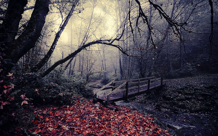 braune Holzbrücke, schwarze Holzbrücke mitten im Wald, Natur, Bäume, Landschaft, Blätter, Brücke, Strom, HD-Hintergrundbild