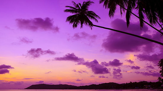 cielo púrpura, palma, resplandor crepuscular, puesta de sol, palmera, anochecer, silueta, son escalas, tarde, Fondo de pantalla HD HD wallpaper