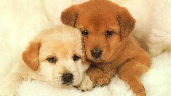 Animals, Dog, Lovely, Brothers, animals, dog, lovely, brothers, HD wallpaper
