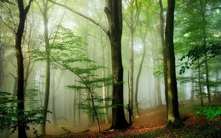Fog in the green forest, green forest, nature, 1920x1200, tree, forest, HD wallpaper