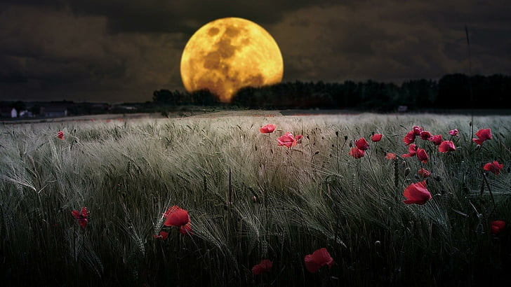 пшеничное поле, лунный свет, поле, луна, вечер, ночь, пшеница, тьма, пейзаж, полная луна, маки, атмосфера, мак, отражение, ночное небо, природа, цветок, HD обои