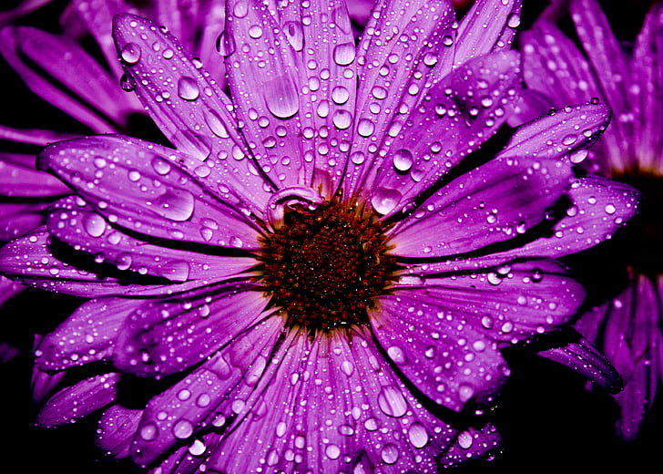 クローズアップ写真、紫の花、花弁、クローズアップ写真、水の花、マクロ、自然、花、植物、クローズアップ、花頭、デイジー、自然の美しさ、単一の花の紫の花びらの花、 HDデスクトップの壁紙