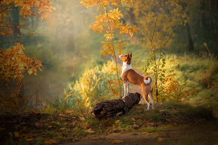 autumn, forest, grass, look, leaves, light, trees, branches, nature, pose, fog, lake, pond, Park, mood, shore, foliage, dog, profile, red, log, is, ponytail, looking up, autumn nature, HD wallpaper