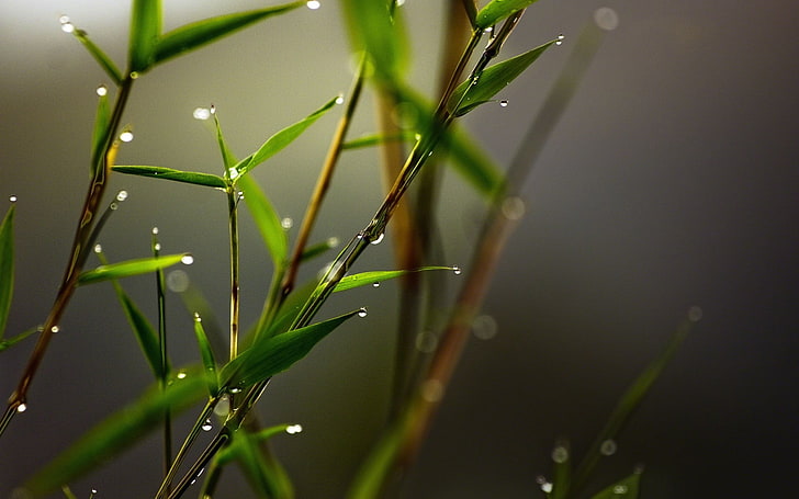 microfotografía de hierba verde y rocío de agua, planta de hojas verdes, naturaleza, hojas, plantas, gotas de agua, primer plano, macro, borrosa, bambú, Fondo de pantalla HD