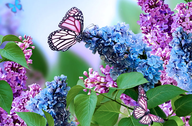 pink and black butterfly, nature, collage, butterfly, spring, lilac, inflorescence, HD wallpaper