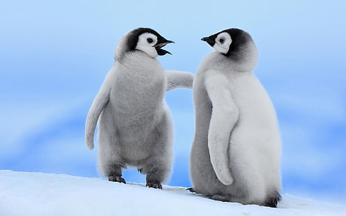 Pingüinos lindos del bebé, pingüino, bebé, Fondo de pantalla HD HD wallpaper
