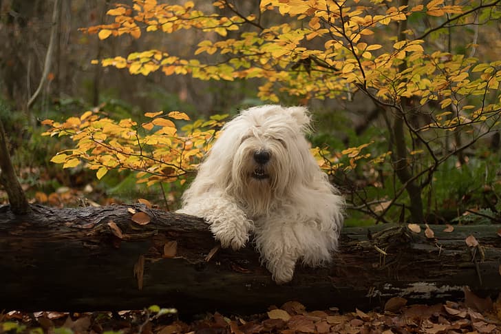 осень, лес, собака, бревно, Бобтейл, Старая английская овчарка, HD обои