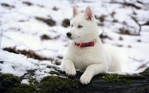 beyaz Sibirya husky yavrusu, köpek yavrusu, kar, yaka, köpek, husky, HD masaüstü duvar kağıdı HD wallpaper