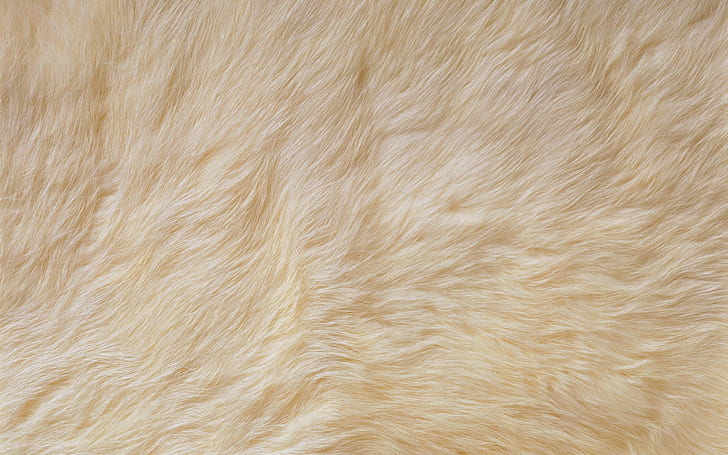 Fur, Bright, Pet, Rug, Wallpaper HD