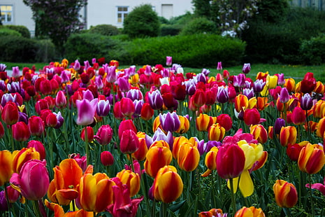Coloré, coloré, fleurs, tulipes, Fond d'écran HD HD wallpaper