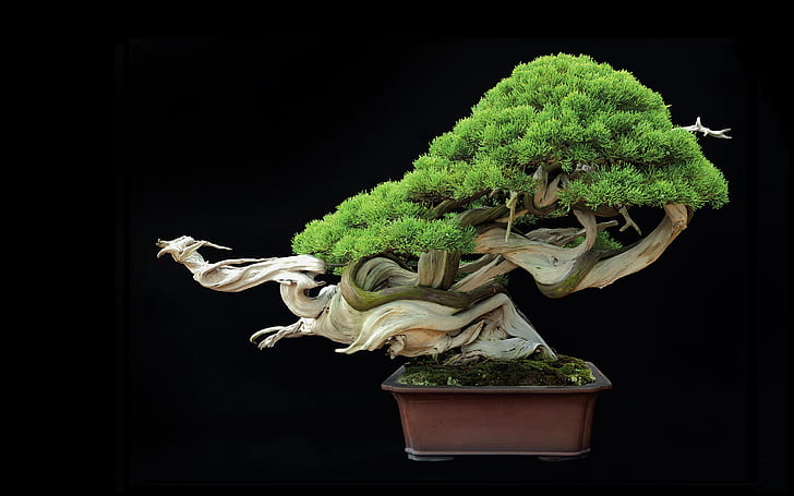 Pohon Bonsai Pohon HD Hitam, tanaman bonsai hijau, alam, hitam, pohon, bonsai, Wallpaper HD